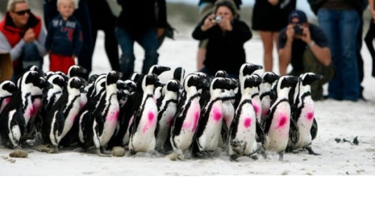 Konkurs "Spotkanie w Afrykarium" Wrocław (do godz. 12.00)