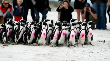 Konkurs "Spotkanie w Afrykarium" Wrocław (do godz. 12.00)