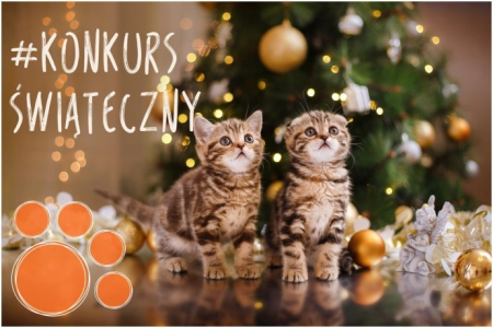 Konkurs świąteczny z Iams Polska