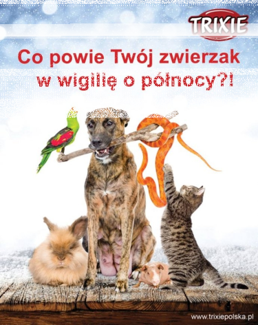 Konkurs "Co Twój zwierzak powie w Wigilię o północy?