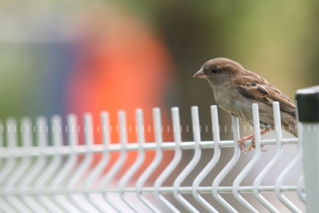 Zimowy Konkurs w Ogrodzie Botanicznym UMCS - 2015/2016