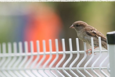 Zimowy Konkurs w Ogrodzie Botanicznym UMCS - 2015/2016