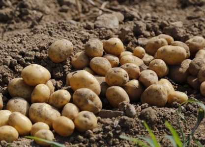 Konkurs "Wysyłamy ziemniaczane przepisy na Marsa"