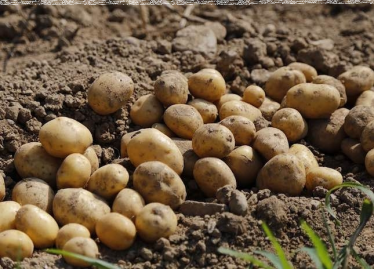 Konkurs "Wysyłamy ziemniaczane przepisy na Marsa"