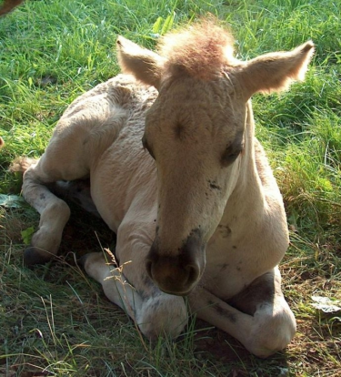 Konkurs "Nadaj imię źrebakowi"