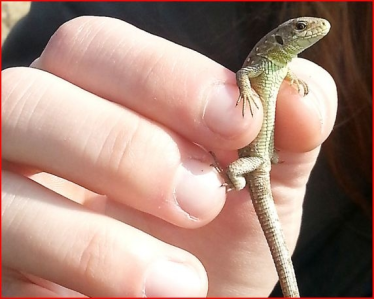 Konkurs "Zwiastuny wiosny"