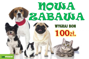 Wgraj bon 100 zł