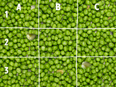 Konkurs "Kapary i oliwki"