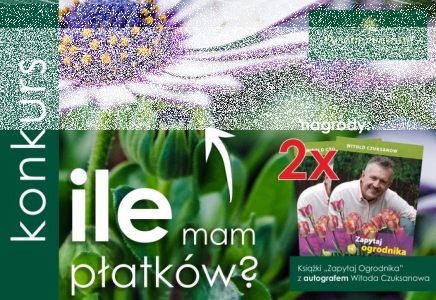 Konkurs "Ile mam płatków?"