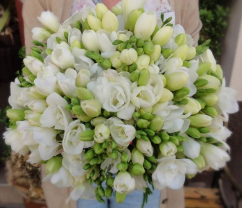 Wygraj bukiet z 50-ciu pachnących frezji, Legnica