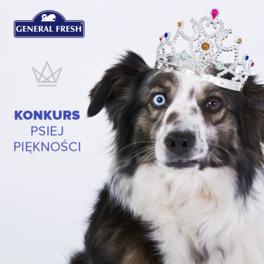 Wybory Psiej Piękności