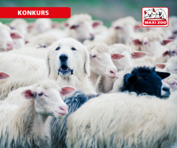 Konkurs "Łamisłówki"