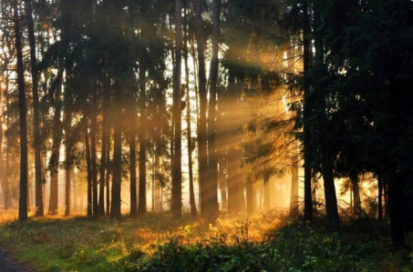 Konkurs fotograficzny "Przyroda łódzkiego - Lubię to".
