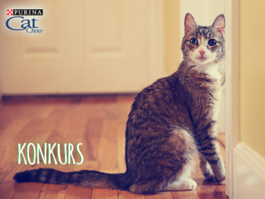 Konkurs "Twój kot gwiazdą Instagramu"