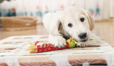 Konkurs "Pochwal się swoim czworonożnym przyjacielem i wygraj nagrody" Rzeszów