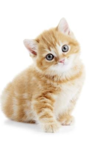 Konkurs "Pochwal się swoim pupilem i wygraj nagrody" Rzeszów