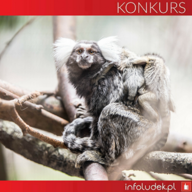 Wygraj bilety do Zoo w Ueckermünde, do godz. 22:00