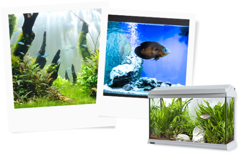 Konkurs "Akwarystyczne inspiracje"