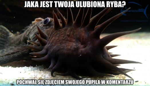 Konkurs "Jaka jest Twoja ulubiona ryba?"