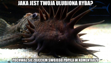 Konkurs "Jaka jest Twoja ulubiona ryba?"