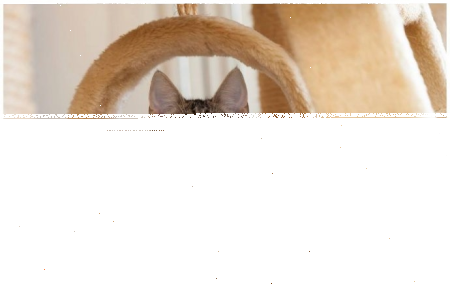 Konkurs fotograficzny "Zwierzak tygodnia IAMS wrzesień 2016"