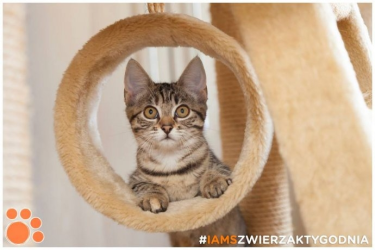 Konkurs fotograficzny "Zwierzak tygodnia IAMS wrzesień 2016"