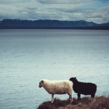 Konkurs: wzór "islandzkiego" swetra