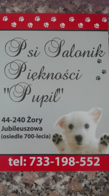 Wygraj bon na strzyżenie psa lub kotka, Żory