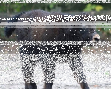 Konkurs na imię dla jaka! Warszawa