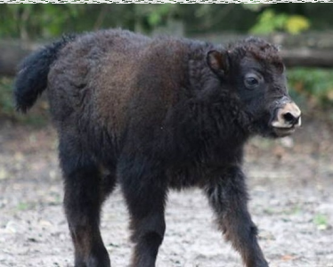 Konkurs na imię dla jaka! Warszawa
