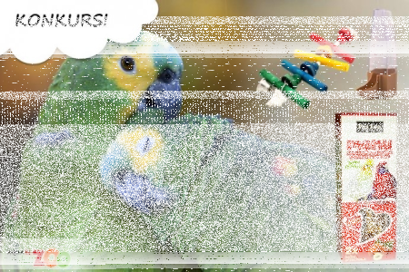 Konkurs filmowy "Moja rozmowna papuga"