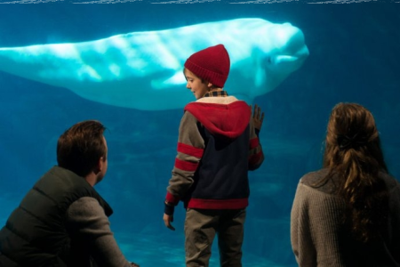 Konkurs: wygraj płyty z filmami od Calisia.pl, Kaliss