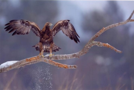 XVI edycja konkursu "Leśne fotografie"