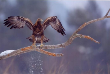 XVI edycja konkursu "Leśne fotografie"