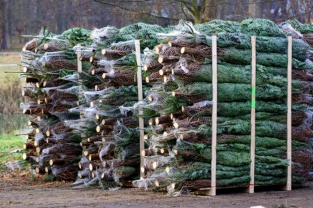 Wygraj dorodną choinkę z portalem zielonechoinki.pl i Gryfickie.info