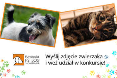 Konkurs "Burek sam nie poprosi o pomoc"