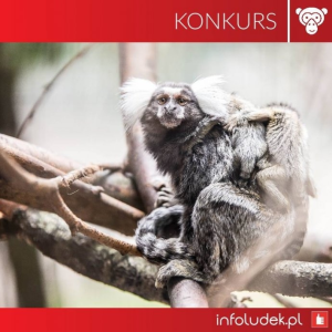 Wygraj bilety do ZOO w Ueckermünde, do godz. 12:00