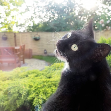 Konkurs z okazji Dnia Kota!