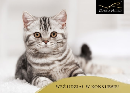 Konkurs "Kocia anegdota"