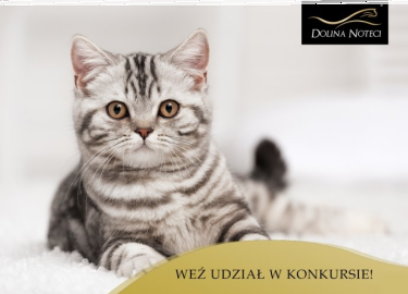 Konkurs "Kocia anegdota"