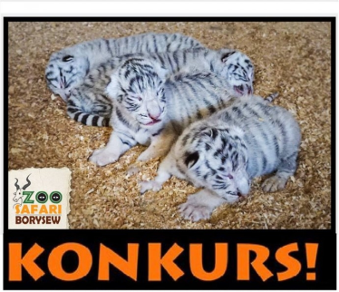 Konkurs "Szukamy imion dla 3 tygrysków i tygrysicy" Poddębice