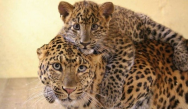 Wymyśl imię dla lamparta i wygraj bilety do niemieckiego zoo! Szczecin