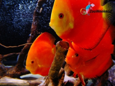 Wygraj podwójny bilet na ZOOWeekend czyli weekend z egzotyką!