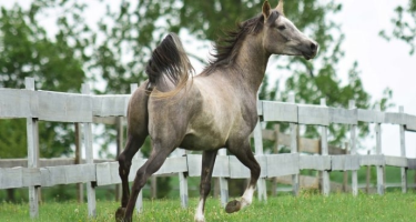 Loteria: Wygraj ogiera Araba