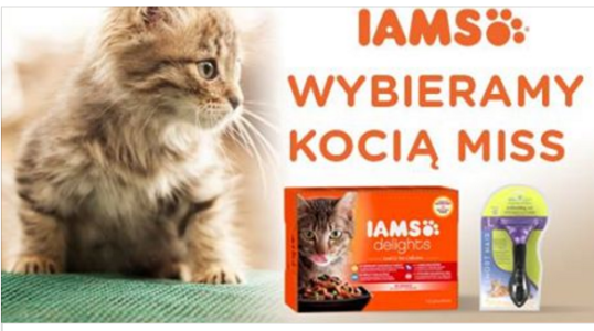 Konkurs "Wybieramy kocią miss "