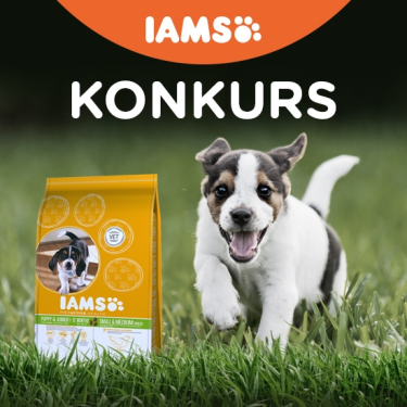 Konkurs "Małe piękności"