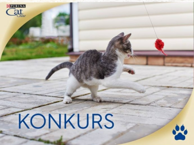Konkurs fotograficzny: wygraj opakowanie karmy Cat Chow
