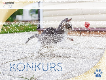 Konkurs fotograficzny: wygraj opakowanie karmy Cat Chow