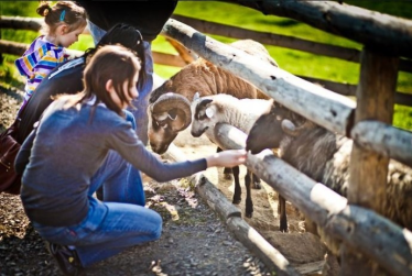 Konkurs "Kucyk Mini Zoo" Kraków