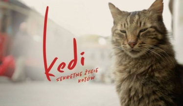 Wygraj bilety na przedpremierowy pokaz filmu "Kedi - sekretne życie kotów" Warszawa, do godz. 20:00